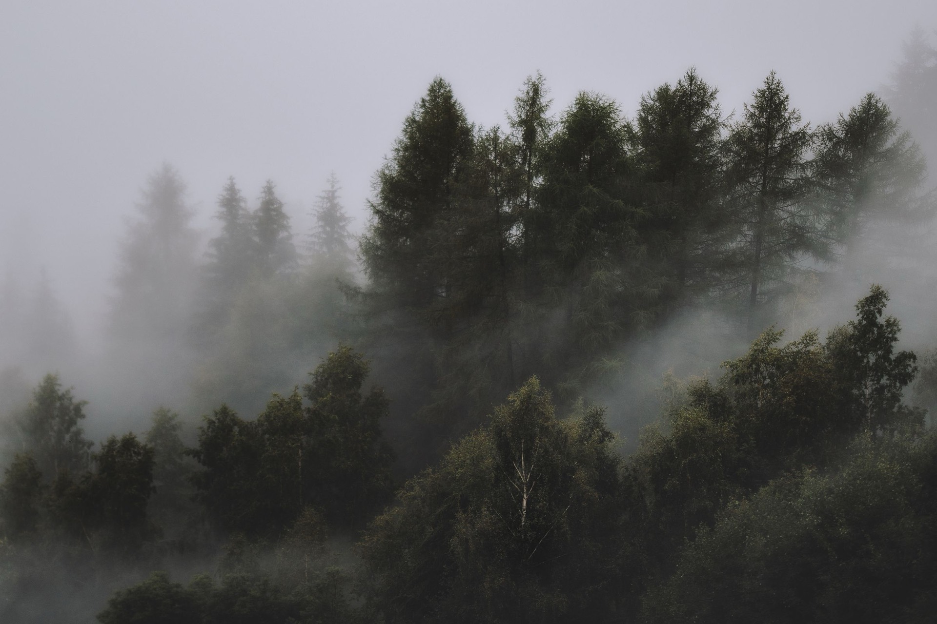 Mist conifers, Chesa Tamangur